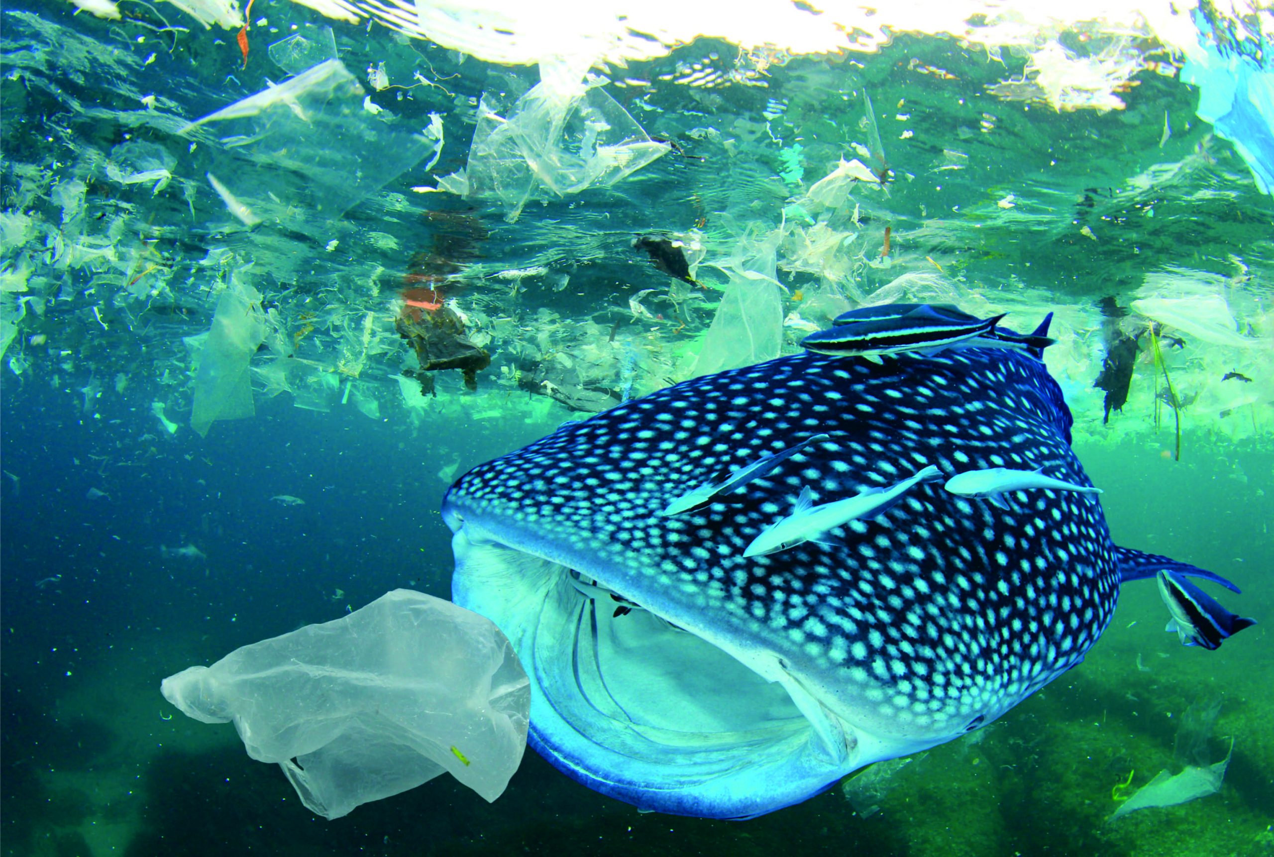 Indonesia Plastic Problem Pook